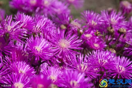  紫色代表什么意思与心情（为什么说紫色是高贵的象征）