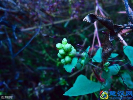  蛇怕什么气味与植物（这几种东西能让蛇退避三尺）