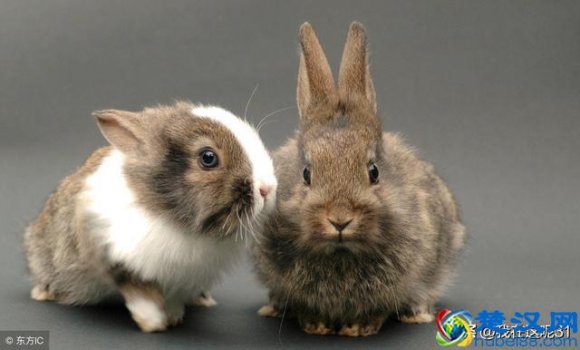  我一个在农村乡下养殖什么赚钱（农村养什么赚钱最快）