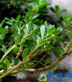  马齿苋的功效与作用及食用方法