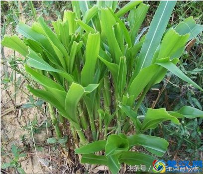  墨西哥玉米草（墨西哥玉米草亩产量）