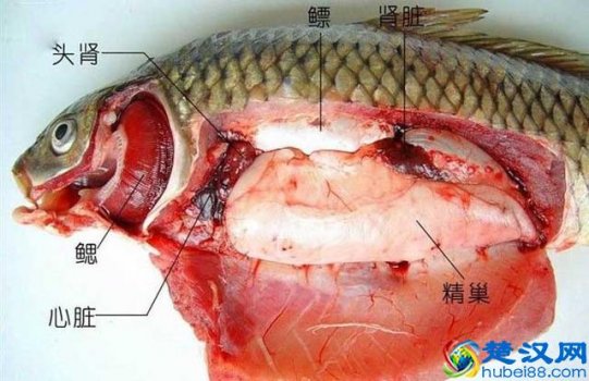 鱼有心脏吗？赶紧来涨涨知识，别被小学生笑话了