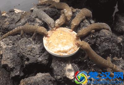  壁虎吃什么食物（壁虎的种类有哪些）