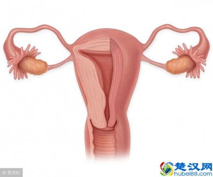 什么是纳氏囊肿(纳氏囊肿有哪些危害)