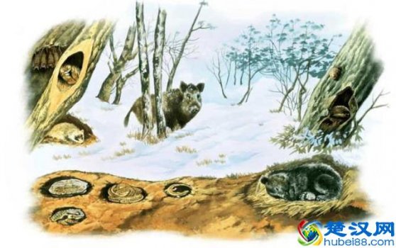  冬天什么动物会冬眠（动物冬眠需要进食吗）