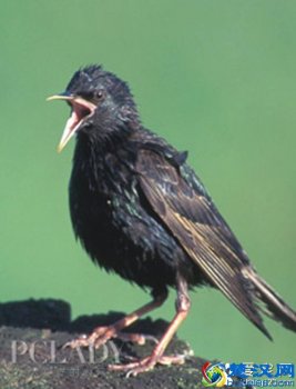 八哥鸟吃什么食物(教你怎么饲养八哥鸟)