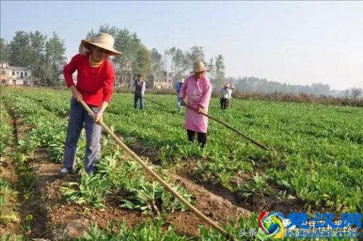  中药材养殖有什么程序（中药材养殖需要的手续流程）