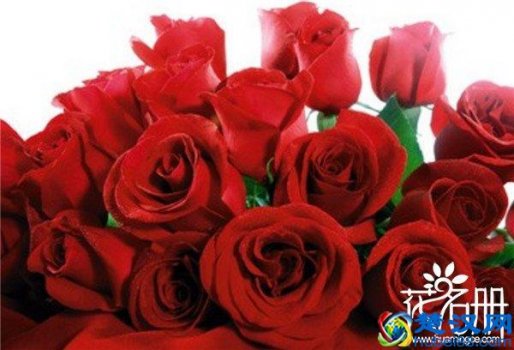  美国的国花是什么花（美国国花象征什么意义你知道吗）