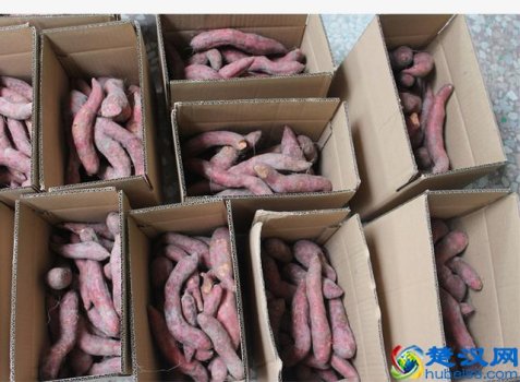  每天吃什么可以减肥（吃红薯减肥需要注意什么）