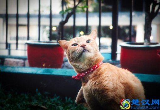  给猫的跳蚤咬了怎么办（怎么给小奶猫去跳蚤）