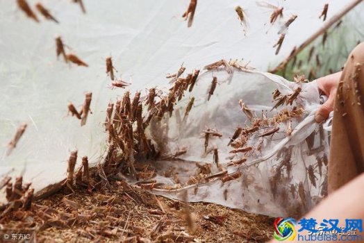  蚂蚱吃什么食物能快速生长（蝗虫的营养高居然还可以做药）