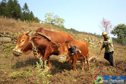  农村土地流转是什么意思（土地流转真正受益的是谁）