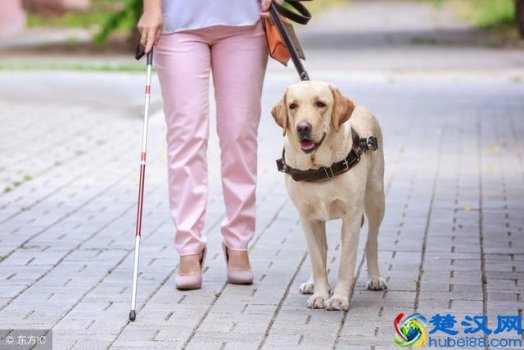  导盲犬是什么狗品种（导盲犬需要的6大特点）