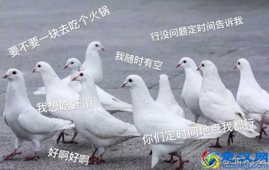  俗话说放鸽子是什么意思（为什么被爽约被叫“放鸽子”，而不是“放麻雀”或者其他）