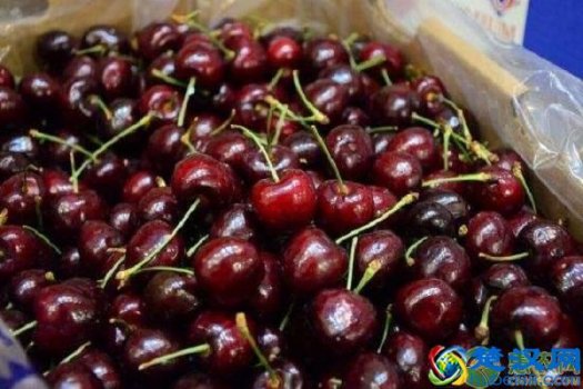  2019智利车厘子多少钱一斤（什么季节哪里产的最好吃）