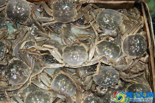  今年真正阳澄湖大闸蟹多少钱一斤（公蟹与母蟹最佳食用月份）