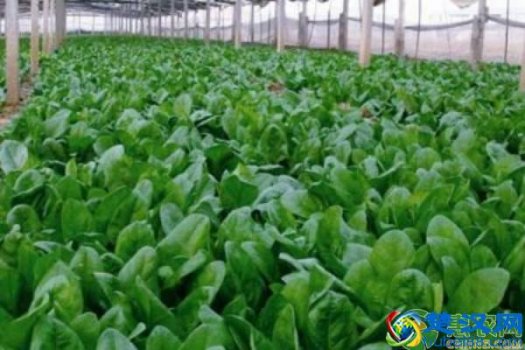  菠菜种植技术（菠菜的种植方法和管理技术）