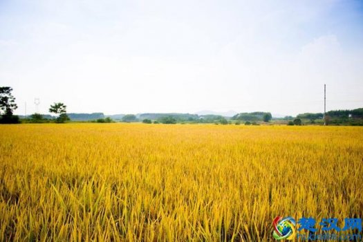  石板上的大米（石板上长出的大米）