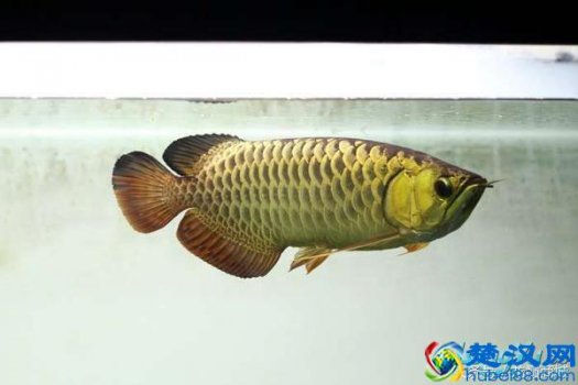  金龙鱼产地（金龙鱼产地是哪里）