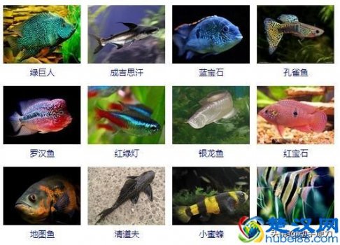  热带鱼的种类（热带鱼的种类和名字）