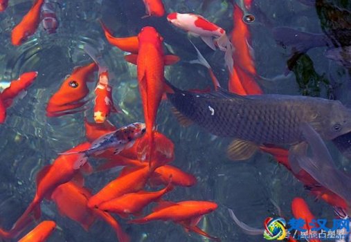  如何转运（想转运吗，这几种方法能让你快速转运）