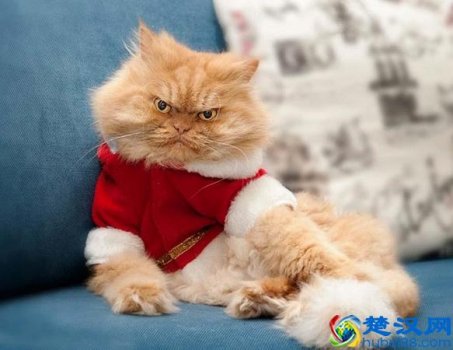  被猫抓伤怎么办红肿（被猫抓伤最晚多久打针）