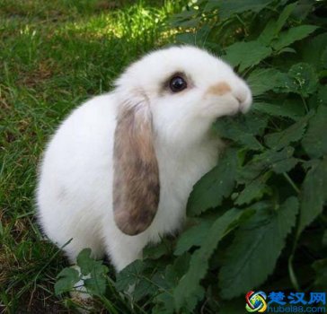  垂耳兔怎么养不臭（为什么垂耳兔不让抱）