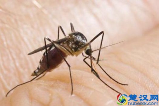  蚊子喜欢咬什么血型的人（5类人是蚊子最喜欢的美味大餐）