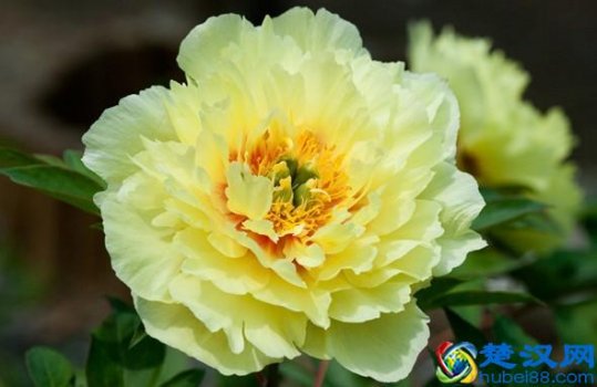  中国国花是什么花有何特点（90%的人都不知道中国国花到底是什么）