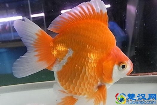  家里养什么鱼好风水好（这10种鱼养在家里，招财进宝生活越过越旺）