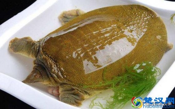  王八的做法（甲鱼的家常做法大全）