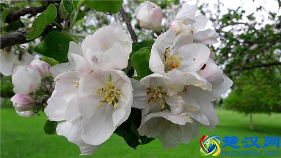  大豆异黄酮的功效（对人体有5大好处）