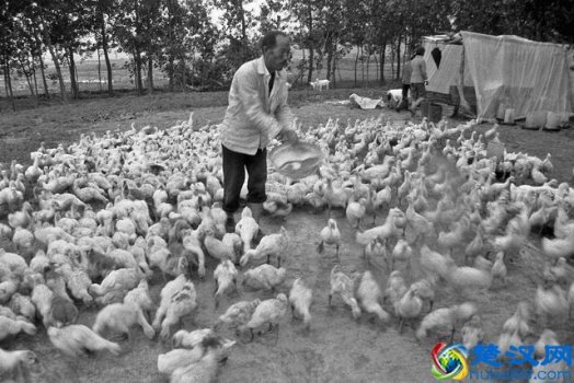  养鸭子利润怎么样，养鸭子需要多少投资！