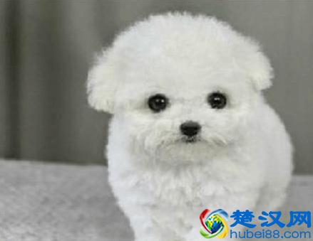  比熊犬多少钱一只，比熊犬要注意哪些方面！