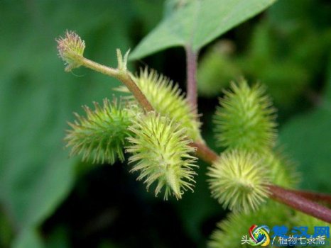  苍耳靠什么传播种子，苍耳有什么作用！