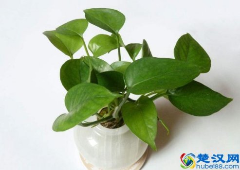  绿萝叶子发黄怎么办？教你一招叶子绿的发亮，一周爆盆