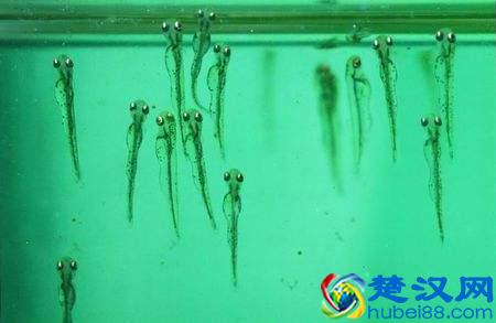  鱼苗吃什么食物好？