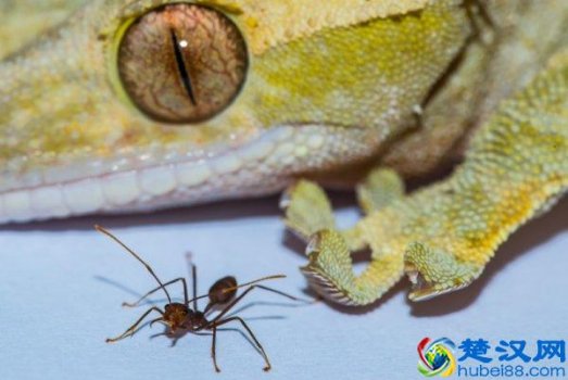  什么动物能贴在墙上？原来是它