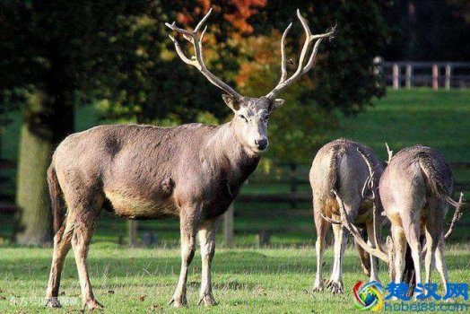 四不像是什么动物？今天终于明白了