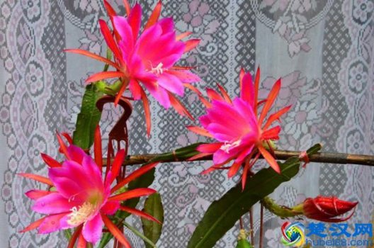  昙花昙花一现比喻意思？昙花什么时候开花