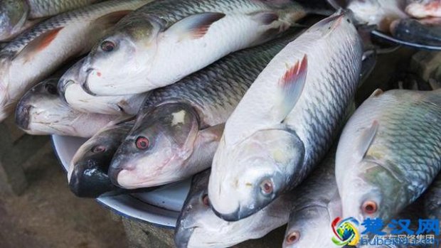  小型养殖适合养什么（5个农村养殖致富项目）