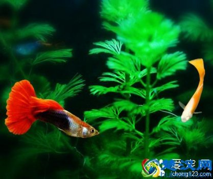  刚出生的小鱼吃什么东西（喂幼仔的饵料和喂食方法分享）