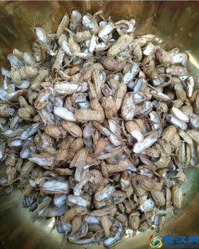  花生壳怎么用？养花的秒招居然是放花生壳