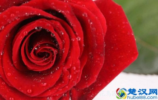 红玫瑰花语是什么意思(红玫瑰花数量有哪些含义)