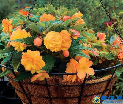  夏天有什么花（9种夏天开花灿烂的植物）