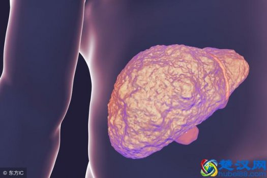  肝功能检查哪些项目（肝功能检查有哪些重要意义？）