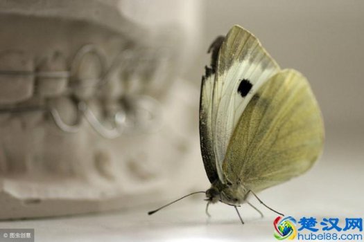  寓言故事有哪些（6个寓言故事，为你迷途指津）