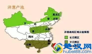  洋葱产地在哪里(洋葱种植技术及市场分析)