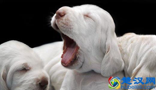  为什么老打哈欠（打哈欠是什么原因）