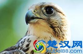  隼这个字念什么音（猎隼是种什么鸟）